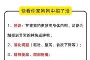 狗狗年纪大为何容易长增生瘤（探究老年犬长增生瘤的原因和预防措施）