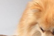 狗狗提高免疫力的方法（除了运动，还有疫苗！）