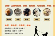 泰迪狗睁眼的奇妙过程（探索泰迪狗成长中的关键时刻）