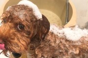 正确给自家狗狗洗澡的步骤（让你的爱犬焕然一新，健康无忧）