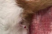 猫尿的颜色与健康状况关系解析（猫尿颜色的正常范围及注意事项）
