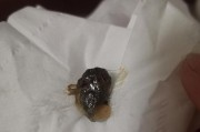 宠物猫咪偶尔便血的原因与治疗方法剖析（探究猫咪偶尔出现便血的原因，详解治疗方法及预防措施）