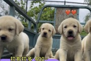 拉布拉多狗（了解拉布拉多狗的特点与需求，为其提供最佳照顾）