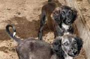 选择哪种狗作为最佳猎犬？（探究不同狗种在猎犬领域的特点和能力）