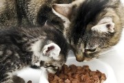 如何正确喂养你的猫（探索猫咪食物的奥秘，给你的宠物提供最佳饮食）