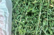 天竺鼠的饮食习性剖析（以天竺鼠吃什么为主题的饮食研究）