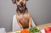 小狗发热怎么办？喂什么食物可以缓解症状？（解决小狗发热问题，饮食调节是关键）