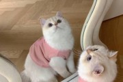 带猫出远门的必备知识（关于如何带猫出远门的实用指南）