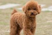 如何科学喂养幼犬泰迪（让你的宠物健康成长）