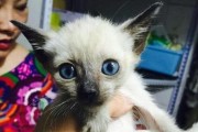 选择适合的品种宠物猫，保障其身体健康（如何选择适合的宠物猫品种，让您的爱宠健康快乐）