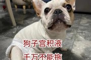 泰迪犬怀孕桃子会有什么影响？（探究泰迪犬怀孕时吃桃子对身体的影响及食用注意事项）