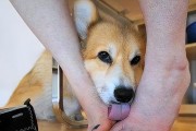 小狗的舔意味着什么？（探索小狗舔人和物体的行为习惯）