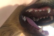 金毛犬为什么吃什么都会呕吐？（了解金毛犬的胃肠道特点和可能的原因）