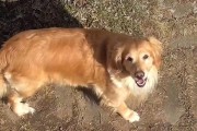 狗狗脱毛的原因与解决方法（揭秘狗狗脱毛的根源，帮助你解决脱毛难题）