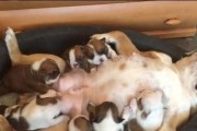 狗狗怀孕扒窝，生产倒计时（揭秘狗狗怀孕周期，宝宝即将降生！）