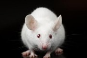 如何科学饲养白老鼠——打造健康可爱宠物（从选购到喂养，全方位呵护你的小可爱）