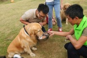 如何训练宠物狗拒绝陌生人食物？（让你的爱犬吃得健康与安心）
