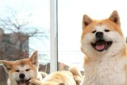为什么选择养秋田犬？（探索秋田犬的独特魅力和适合养育的原因）