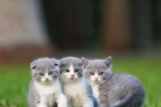 了解苏格兰折耳猫的饲养方法（全面掌握折耳猫的健康饲养技巧）