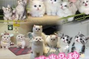 萨摩耶幼犬回家后何时洗澡最合适（幼犬洗澡时间与注意事项）